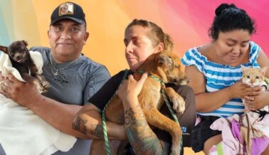 PETA esteriliza 499 perros y gatos de compañía en Chichimilá y Cancún