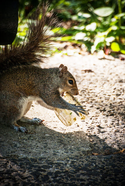 Squirrel and container