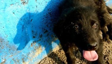 Qué hacer si encuentras a un perro o gato en la calle