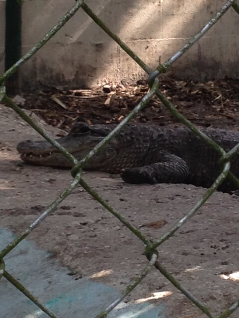 Suncoast-Primate-Sanctuary-Alligator-with-Swollen-Feet