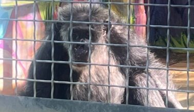 Ayuda a chimpancés como los que ves en Chimp Crazy con estas alertas de acción de PETA Ayuda a chimpancés como los que ves en Chimp Crazy con estas alertas de acción de PETA