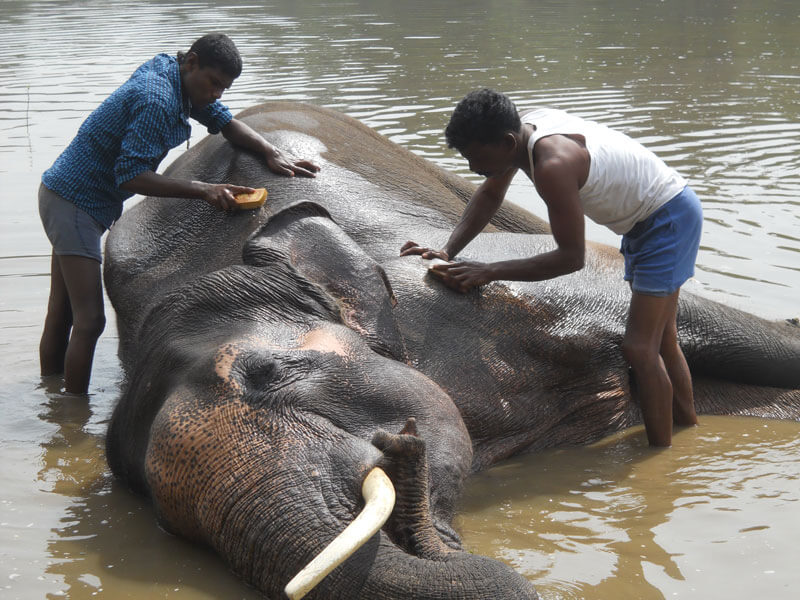 Sunder-Getting-a-Bath-From-His-New-Caretakers