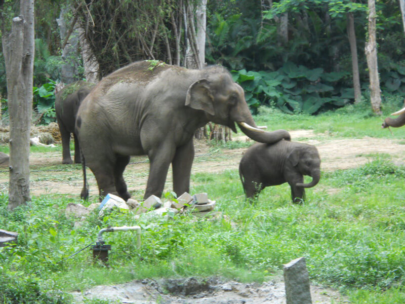 Sunder-Meeting-Elephant-at-Sanctuary
