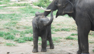 La historia de Sunder: de la tristeza a la felicidad