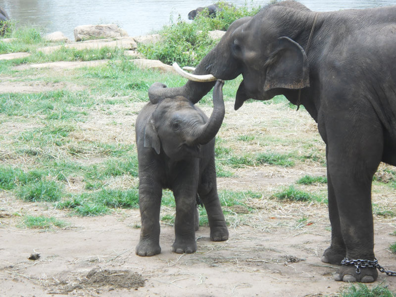 Sunder-Meeting-More-Elephants-At-Sanctuary