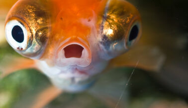 9 maneras en que los peces son como tú