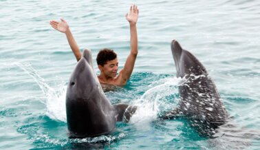 Si Amas a los Delfines, Nunca Pagues Para Nadar con Ellos