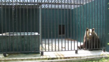 Osos en zoo infernal filmados mendigando comida, comiendo heces