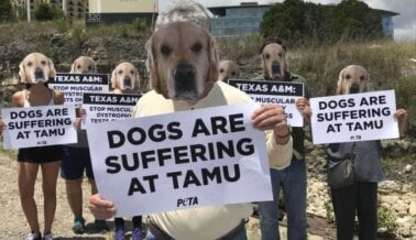 PETA Expone la Muerte de Ned, un Perro en Texas A&M