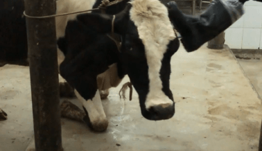 Urgente: Vacas Apaleadas por Carne y Cuero