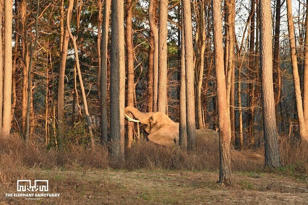 Nosey el elefante en un santuario ( The Elephant Santuary)