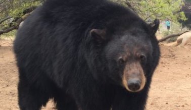 ¡5 osos liberados de espectáculo abusivo! Míralos en su nuevo santuario