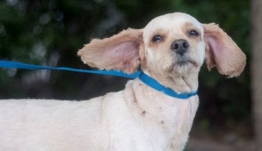 Arrebatado de las garras de la muerte, este perro está listo para vivir en el paraíso