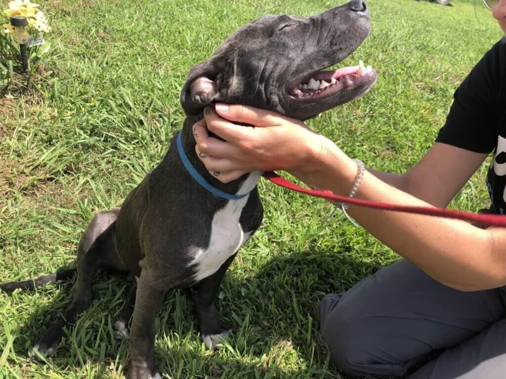 Thor the dog after she was rescued