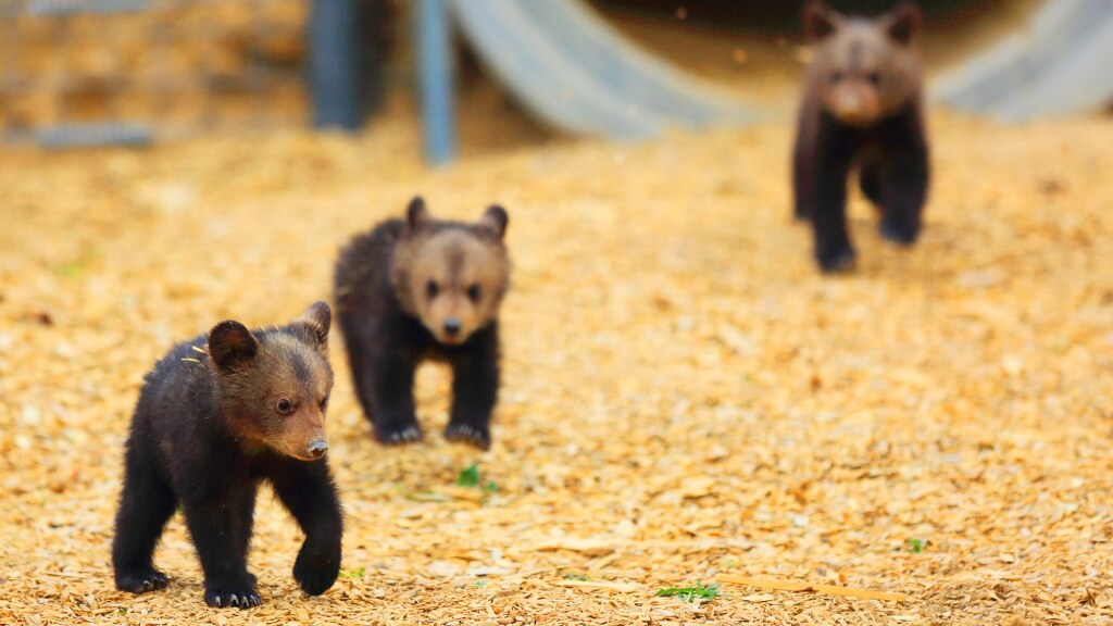 Three-Bear-Cubs-1024x576