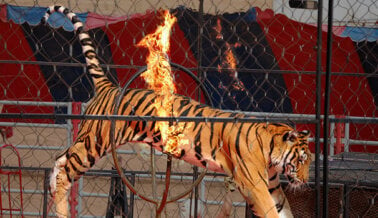 ¡Victoria! Dukal Corporation Deja de Vender Curitas que Plasman Animales en Circos