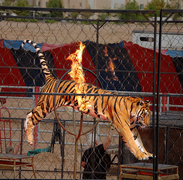 Tiger-Fire-Hoop