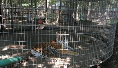 Tigres y leopardos encerrados en jaulas diseñadas para contener vegetales