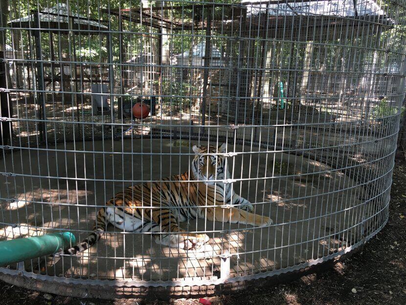 Aja granizo Macadán Tigres y leopardos encerrados en jaulas diseñadas para contener vegetales -  Entradas - PETA Latino