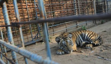 Animales están muriendo de hambre en zoo venezolano