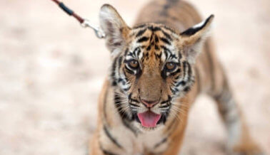 Noticia de último momento: Tigres en cautiverio reciben nuevas protecciones federales