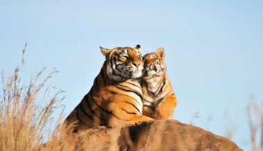 ¡Victoria! Grandes felinos trasladados de Siegfried & Roy’s Secret Garden a santuarios respetables