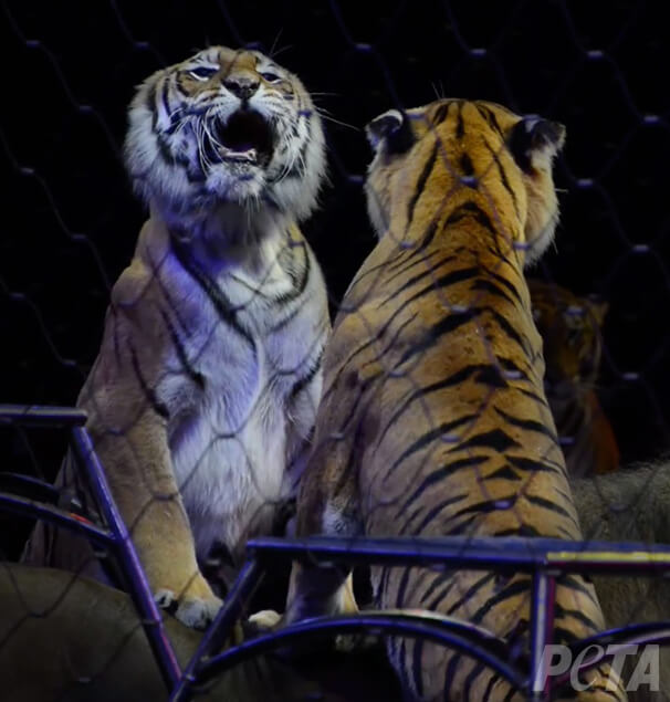 Tigers-Squaring-Off1
