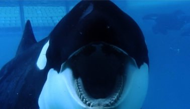 Tilikum, la orca más explotada de SeaWorld, ha muerto