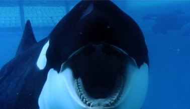 30 Años y Tres Muertes: La Trágica Historia de Tilikum