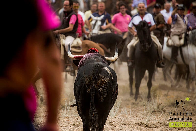 Toro de la Vega