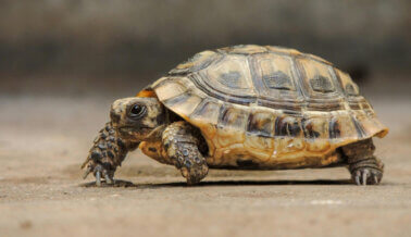 5 maneras de ayudar a una tortuga a cruzar la carretera