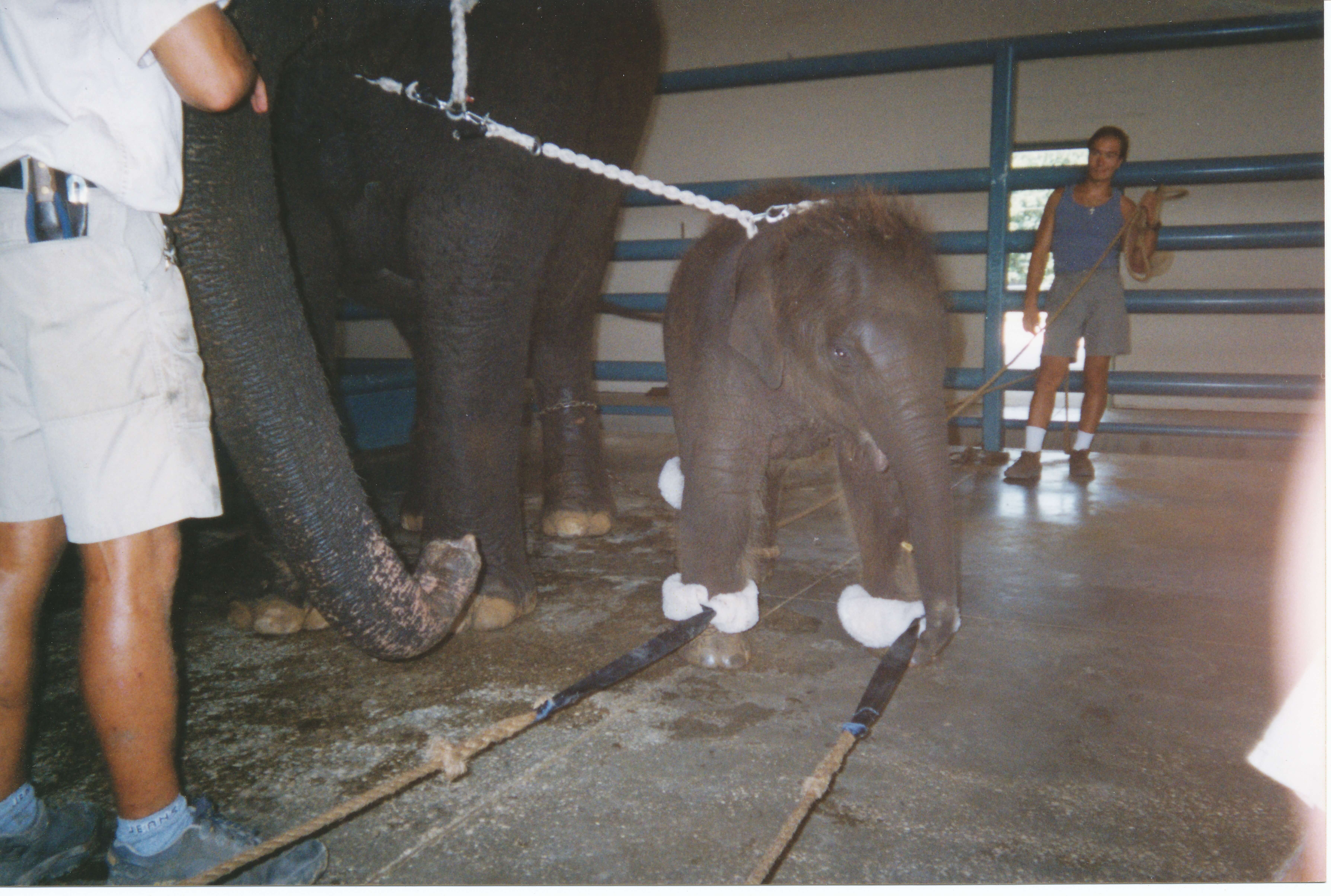 baby elephant in barn, ties on all four legs and tied to mother by neck
