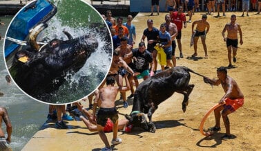 Humanos se Burlan y Atraen Toros al Mar Durante ‘Bous a La Mar’ en Dénia