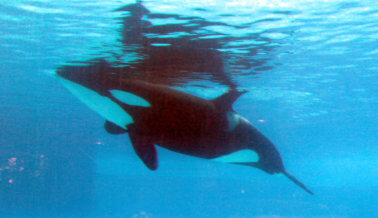 SeaWorld trata de ‘burlarse’ de las orcas con falso decorado – nadie le cree