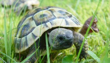 Así es, estas tortugas continúan con vida