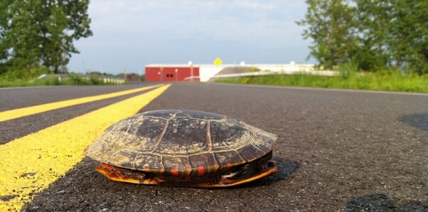 Turtle-on-the-road