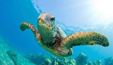 Video: Esta tortuga herida te hará pensar muy bien en el plástico