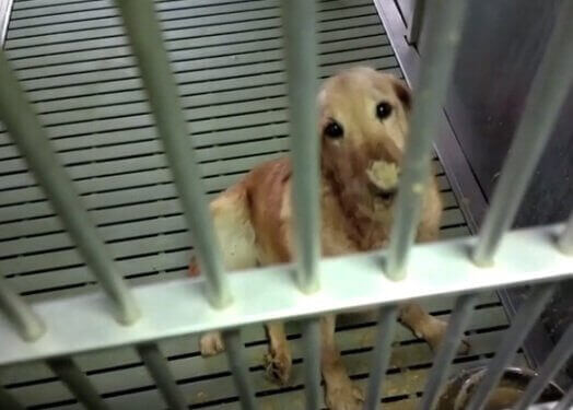 Un perro en el laboratorio