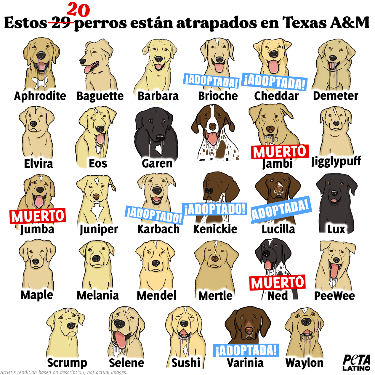 Perros experimentados en Universidad de Texas AM