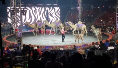 Insta al Circo UniverSoul a Acabar con los Crueles Actos con Animales