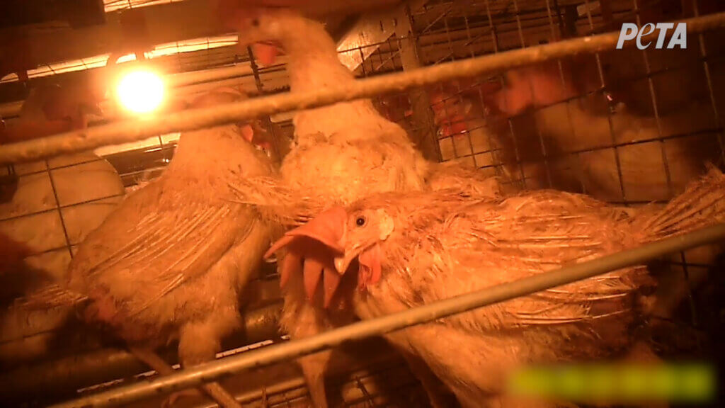 Hens on an egg farm that supplies eggs for Walmart