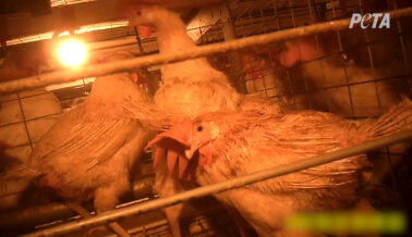 Proveedor de Huevos de Walmart Expuesto: Gallinas Dadas Por Muertas, Crudamente Gaseadas y Cruelmente Asesinadas