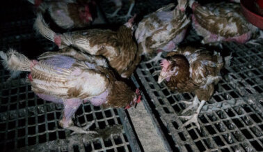 Crueldad Extrema: 22 Millones de Aves han Sido Asesinadas en Masa Tras Propagación de Virus en Granjas Industriales de EE.UU.