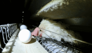 PETA Asia Expone Crueldad Tamaño Olímpico: Huevos Japoneses Provenientes del Infierno de las Gallinas PETA Asia Expone Crueldad Tamaño Olímpico: Huevos Japoneses Provenientes del Infierno de las Gallinas