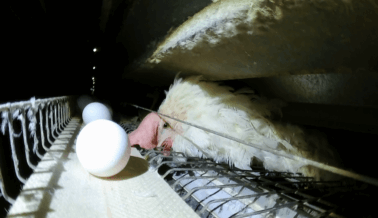 PETA Asia Expone Crueldad Tamaño Olímpico: Huevos Japoneses Provenientes del Infierno de las Gallinas