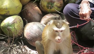 ¿Tu Supermercado Vende Leche de Coco Hecha con el Trabajo Forzado de Monos Maltratados?