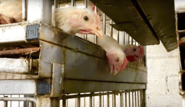 Diles a las Autoridades de Chicago que Cierren los Sucios Mercados de Animales Vivos