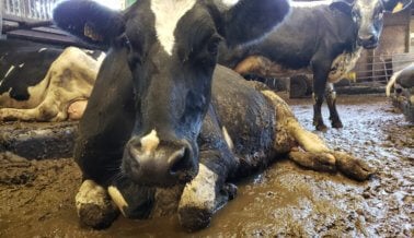 Este Video Revela que Vacas Descuidadas y Cojas Sufren Doloridas en la Suciedad en Granja de Lácteos de Pensilvania – Solo por Queso