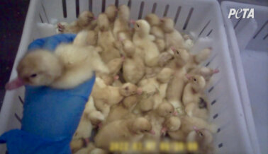 Patos Bebés de 1 Día de Vida Molidos Vivos en la Mayor Compañía de Patos de EE.UU.