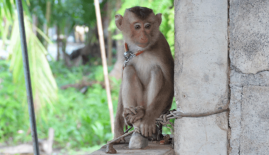 Monos Bebés Capturados, Encadenados y Maltratados ​​por Leche de Coco